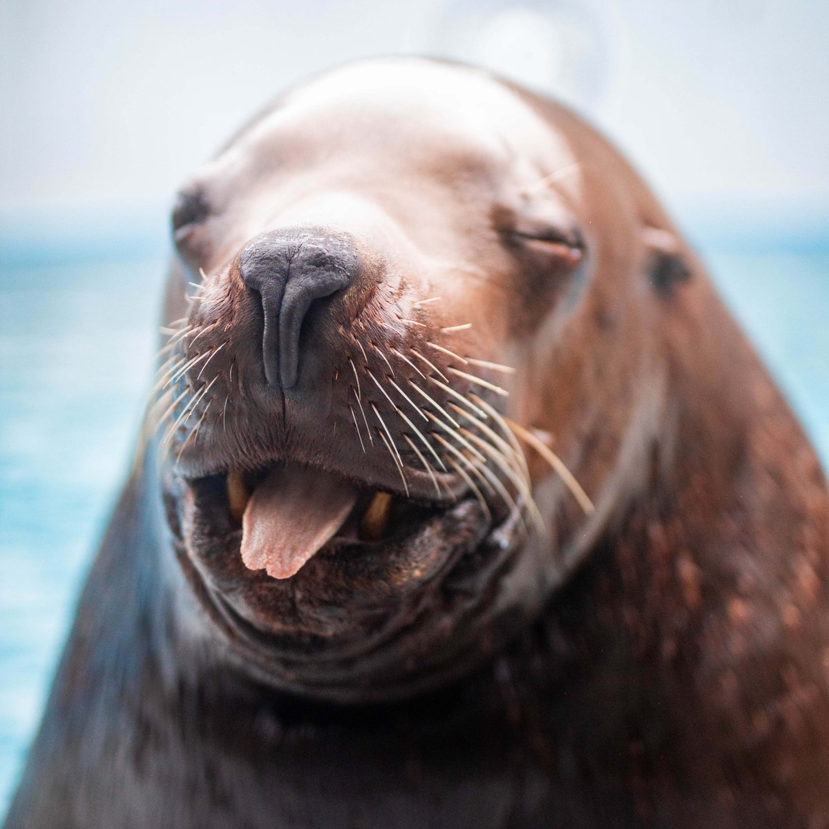 Who is ready for a STELLER spring break?! 

Spring break is the perfect time to visit the Alaska SeaLife Center, and we have exclusive sneak peeks and animal encounters opening before the summer season for this week only! 

Reserve your spot: alaskasealife.org/tours_encounte…