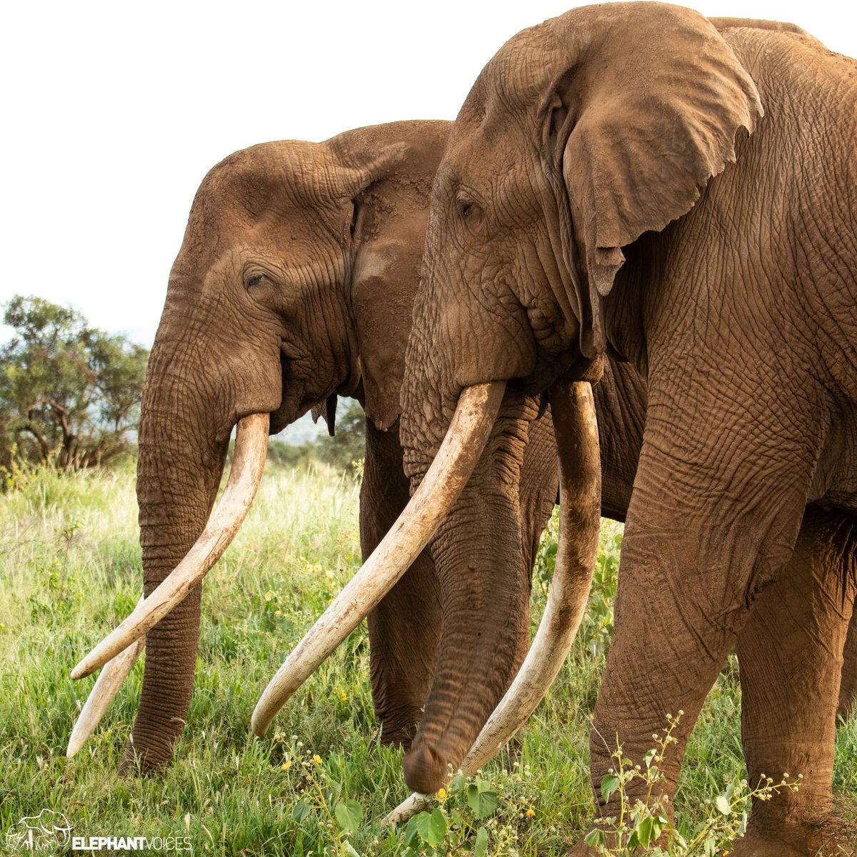 We have issued a joint statement with the @ElephantTrust & @biglifeafrica regarding the recent killing of Amboseli male elephants by trophy hunters in Tanzania. You can access it here: bit.ly/trophyhuntinge… Please share far & wide. Thank you!