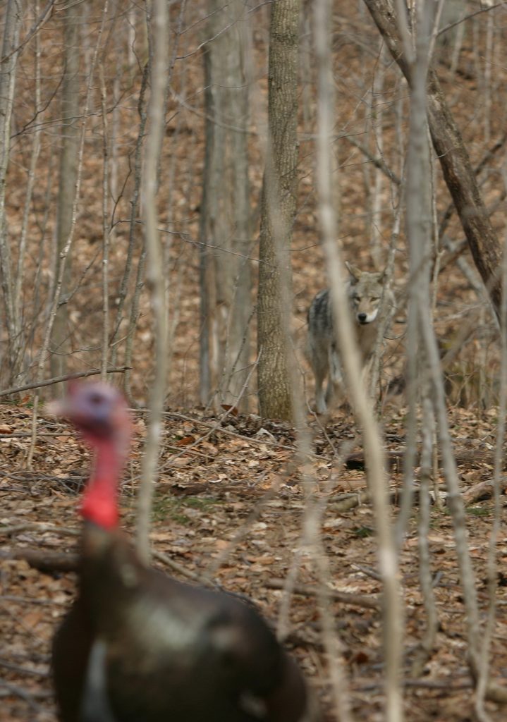 Turkeys face a variety of challenges and bolstering their populations require a diversity of management tools. Habitat improvement, trapping and looking at the bigger picture can help create spaces where turkeys thrive! bit.ly/3TqAIgC 📷 Monte Loomis