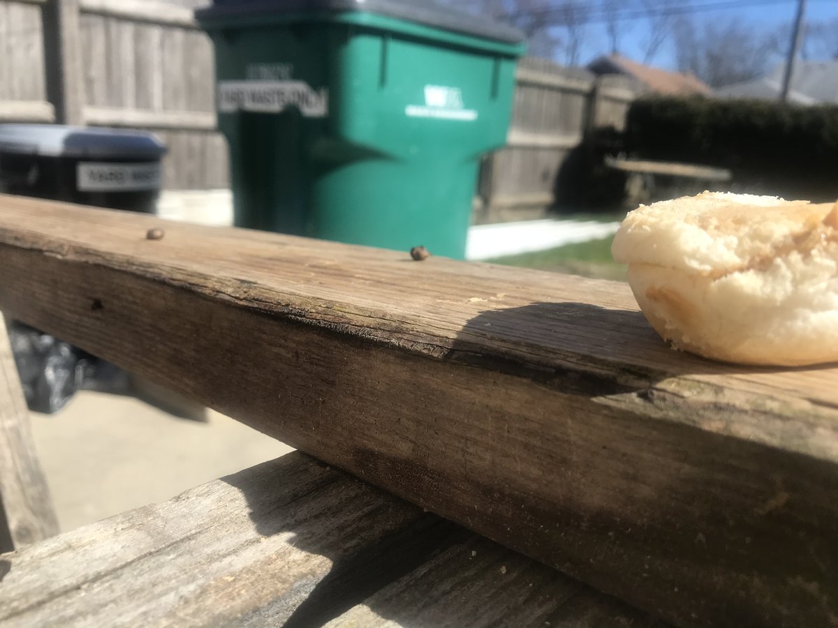 amongtheheathen's tweet photo. The new squirrel family leaves poop on the saw horses.
#BadTraining https://t.co/IDNCZU024S