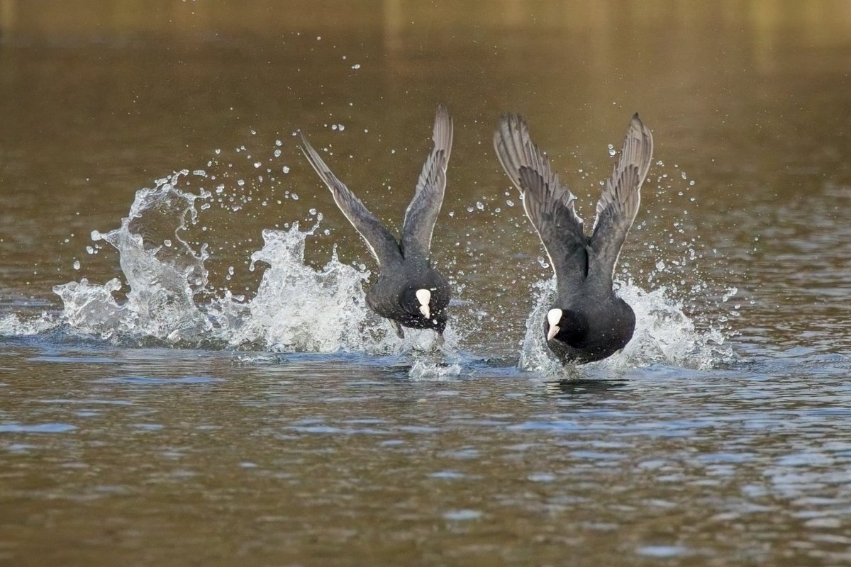 A pair of angry coots from yesterday #birdphotography #wildlifephotography #birds #NaturePhotograhpy