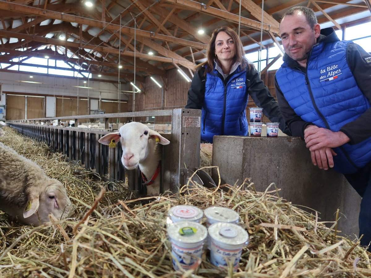 #Agriculture : du lait de brebis au yaourt, ces Haut-Alpins maîtrisent leur produit de A à Z. #Manteyer c.ledauphine.com/economie/2024/…