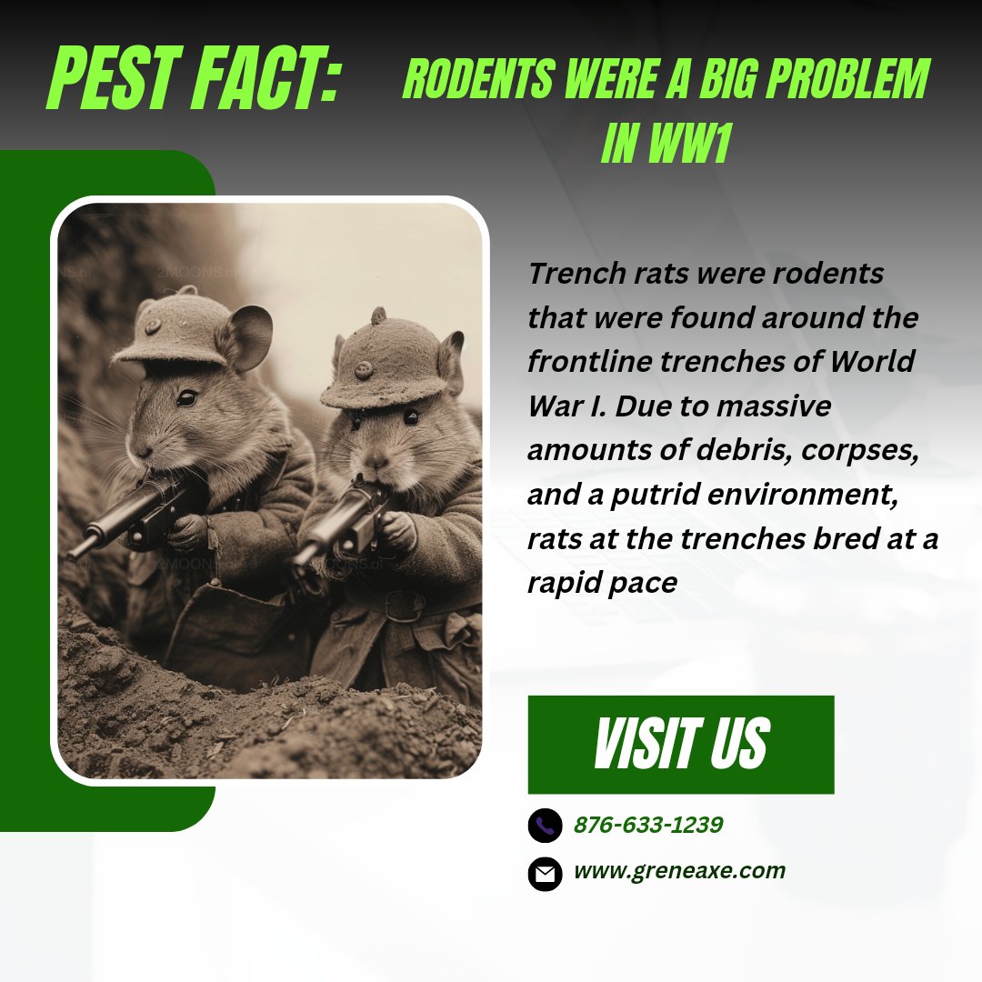 Trench rats played a role in damaging the soldiers' health, psyche and morale and were responsible for lack of sleep, adding to the filthy conditions and unsanitary hygiene in the trenches.

🌐 greneaxe.com
#greneaxepestcontrol #pestcontrol #pest #rodentcontrol