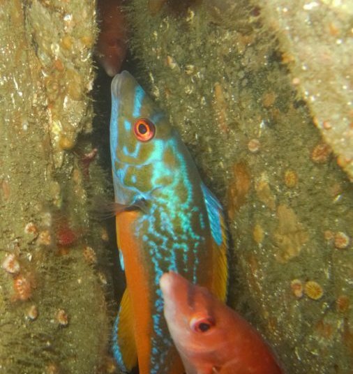 A unique fish to be found in Irish waters is the cuckoo wrasse. They live near rocks and like to eat mussels, limpets, shellfish and other small fish.