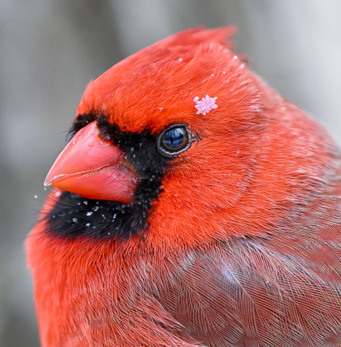A Northern Cardinal wearing a snowflake on his noggin. It's called fashion ❄️