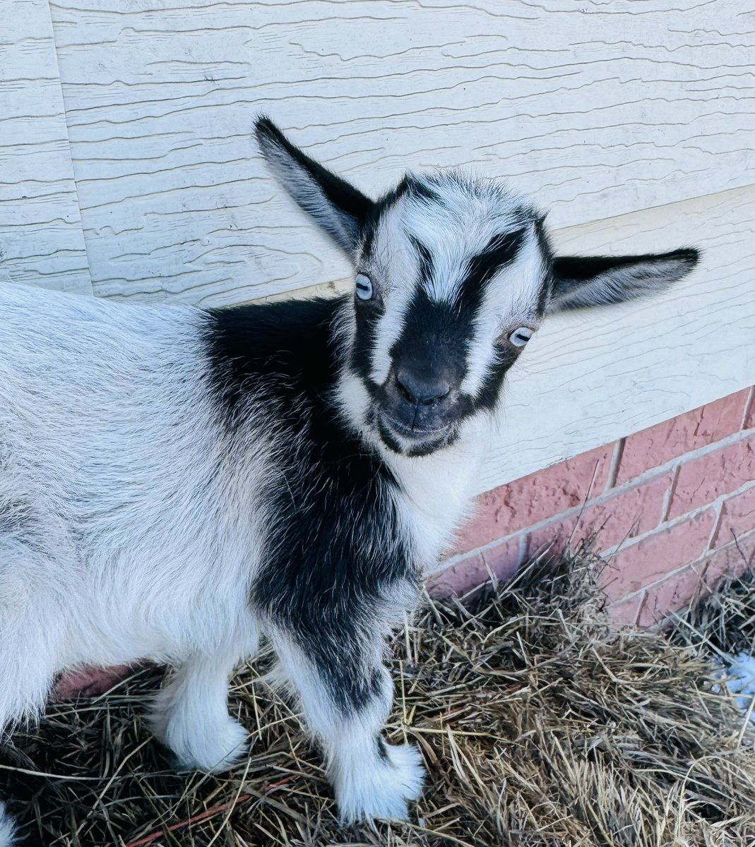 OMGrisham's tweet photo. Baby Beatrice is wishing you all a lovely Sunday! #10DaysOld https://t.co/92WUDPnkym