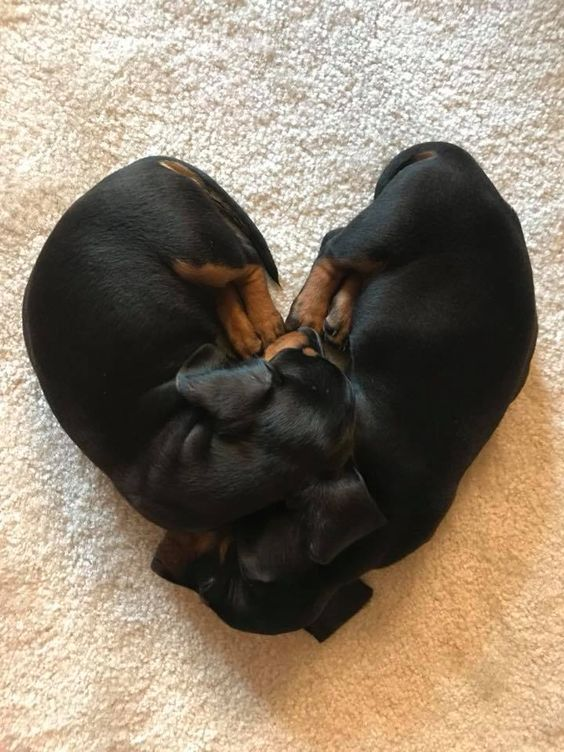 🖤