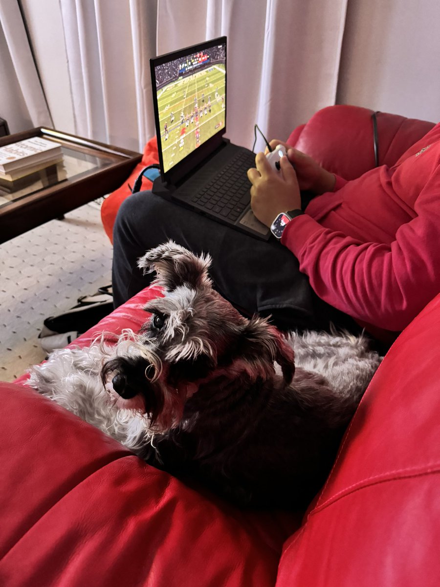 Joining dad while he plays his video games #SchnauzerGang #dogsofx