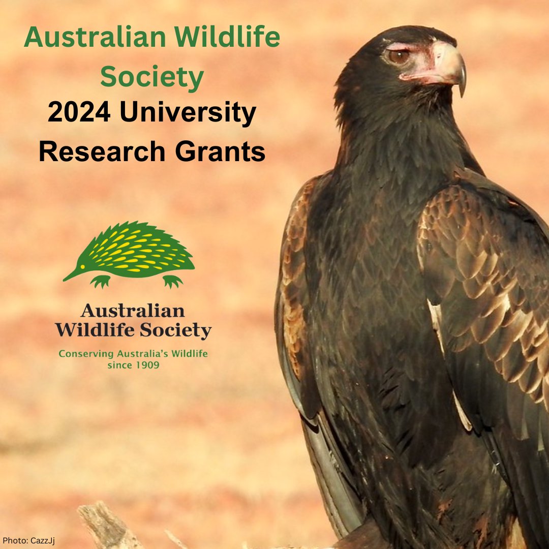 To apply for a University Research Grant, please access the PDF instructions on our website: aws.org.au/university-gra…

#AustralianWildlifeSociety #Wildlife #Conservation #WildlifeConservation #AustralianWildlife #UniversityScholarships #UniversityGrants