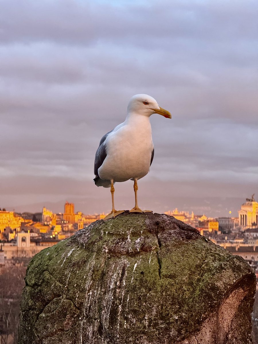 Sunset en #Roma 🇮🇹 después de dos días de #Lluvia el mejor regalo para tomar un par de fotos, bendita natura y lugares, simplemente hermoso