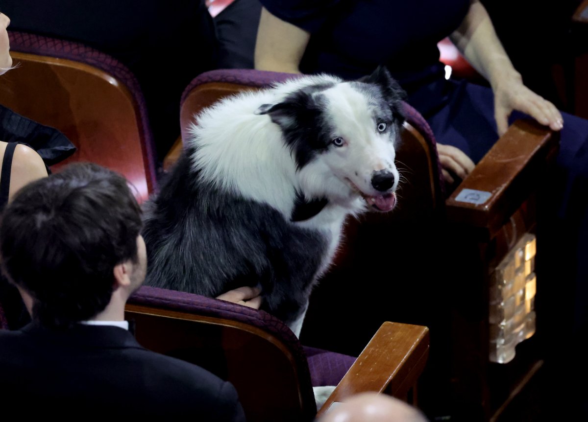 VanityFair's tweet photo. No need to worry—Messi, good boy and star of ‘Anatomy of a Fall,’ has arrived at the #Oscars.

🔗: https://t.co/sLzfVpOVJj https://t.co/CSo5dTd7Jy