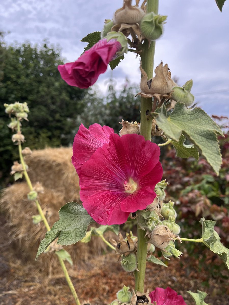 JudithClarke54's tweet photo. Recovery morning around town, hot &amp; overcast it is trying so hard to rain but just keeps passing over #enjoytheday #keepsafe #eighthourday https://t.co/6FoQqVYTr3