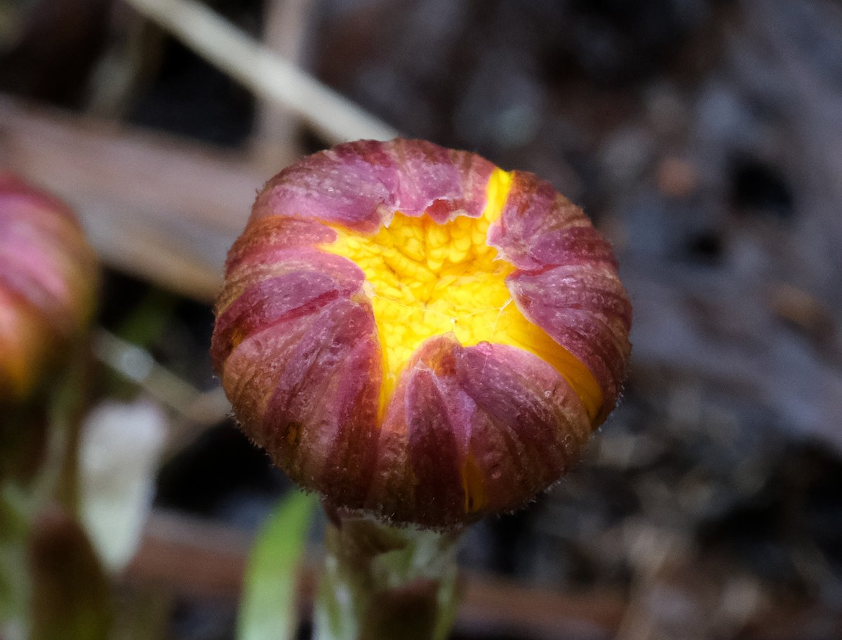 Coltsfoot #SignsOfSpring #Wildflowerhour