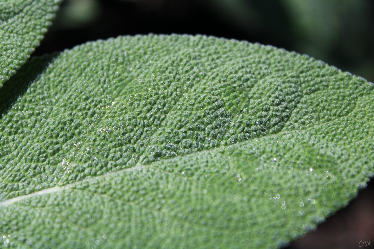 Dew on a Sage Leaf
#photography #plants #thegaminwitch #photographersontwitter #plantphotography