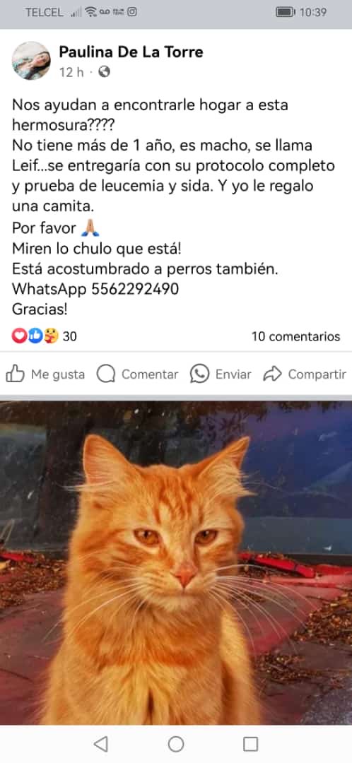 Quién dijo miau? 😻