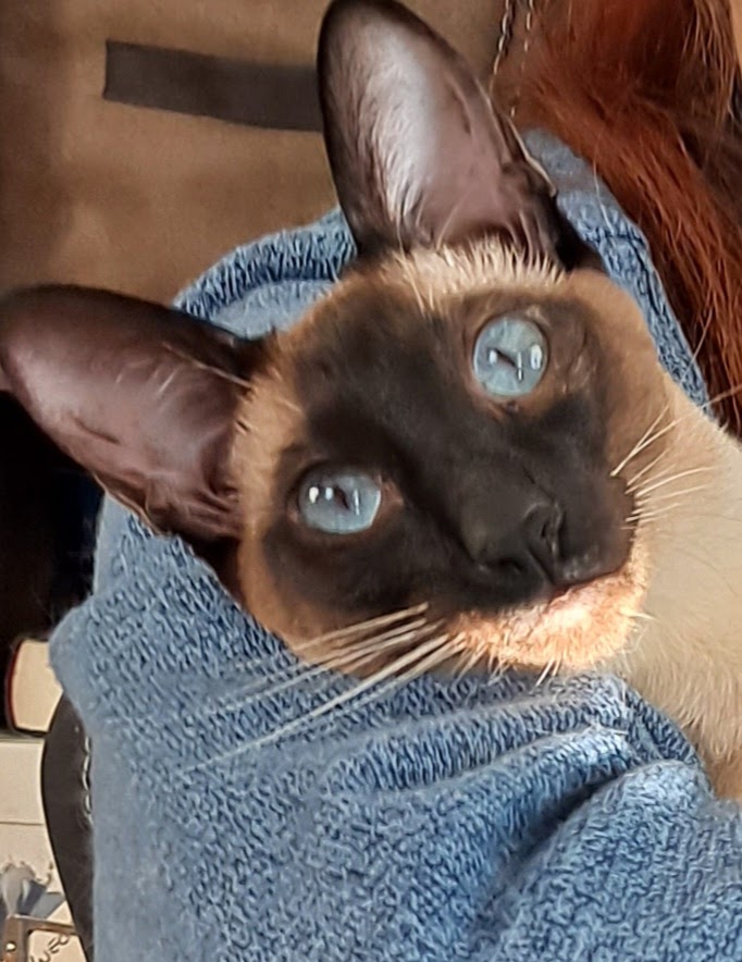 ihateclownz Resiliency is my Super Power tweet media