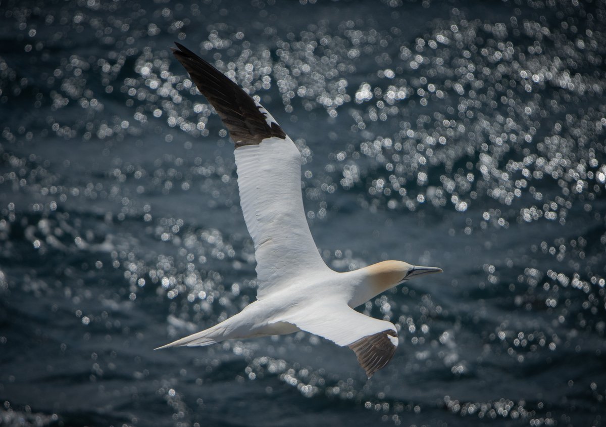 Great Northern Gannet #birding @gonhsgib