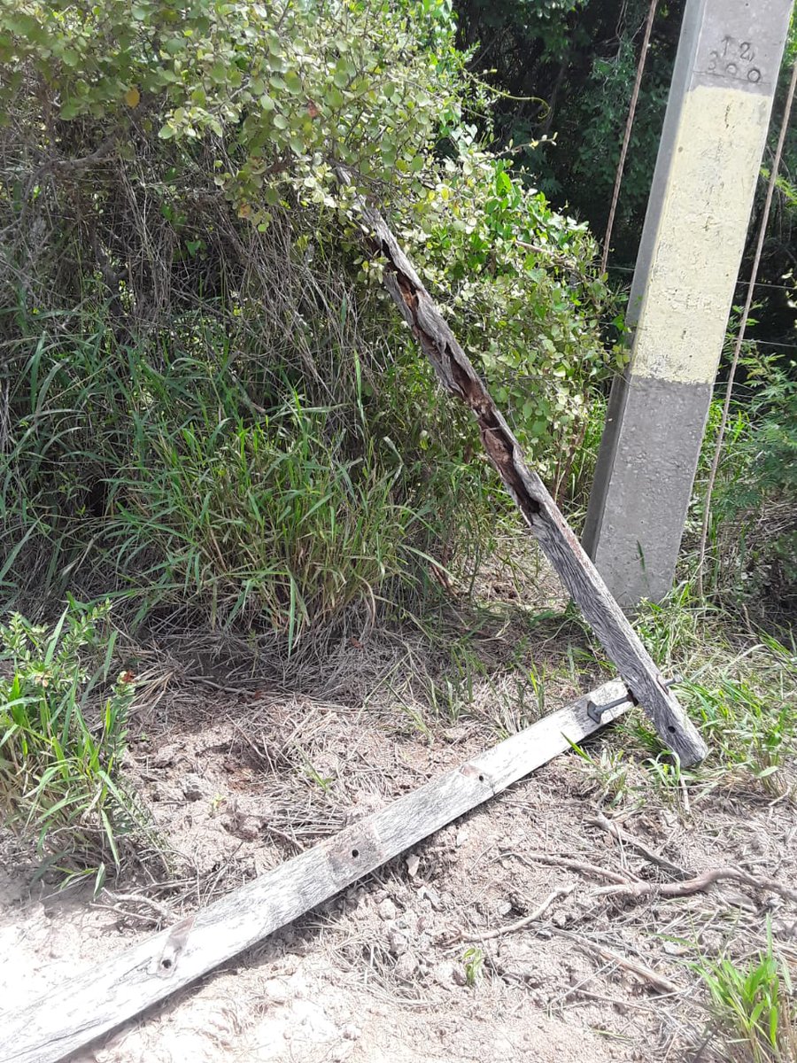 ANDEOficial's tweet photo. ⚡Mejoramiento de la calidad del servicio eléctrico en el Chaco paraguayo 

Al mediodía de hoy, domingo 10 de marzo del año en curso, culminó con éxito el mantenimiento de una línea de Media Tensión que abastece de energía eléctrica a las zonas de Puerto Pinasco, Colonia Ceibo y La Patria del Chaco paraguayo.

Se cambiaron un total de 103 crucetas a lo largo de 150 km de extensión de la mencionada línea, lo que contribuye sustancialmente a mejorar la calidad del servicio de energía eléctrica en las mencionadas zonas.

Estos trabajos fueron ejecutados por funcionarios de ANDE y empresas contratistas, bajo la supervisión y coordinación del Departamento de Alto Paraguay, Sección de Distribución Fuerte Olimpo.

#GobiernoDelParaguay