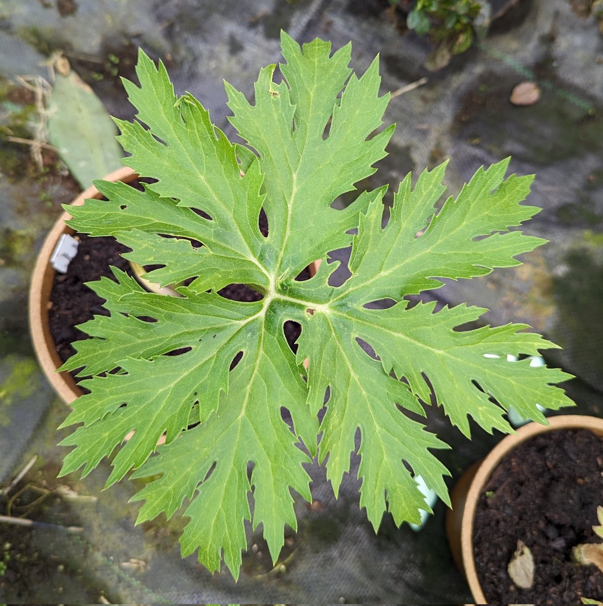 First leaf on Ligularia japonica 'Chinese Dragon'.