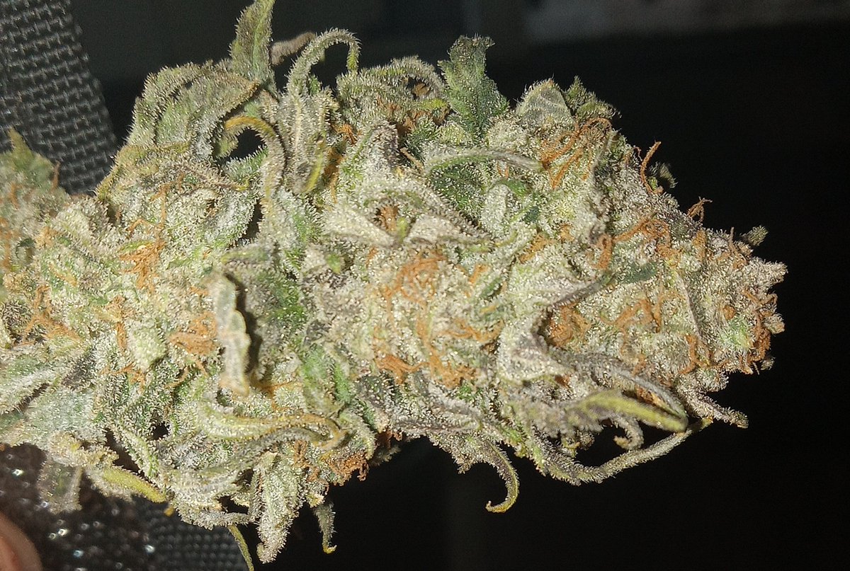 East Coast Sour Diesel (AJ Cut) #mmemberville #CannabisCommunity #cannabisculture #cannabisindustry #WeedLovers #indoorgrow