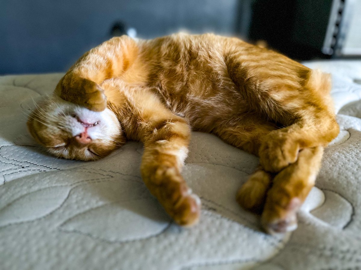 Saul 'Moss' tweet media