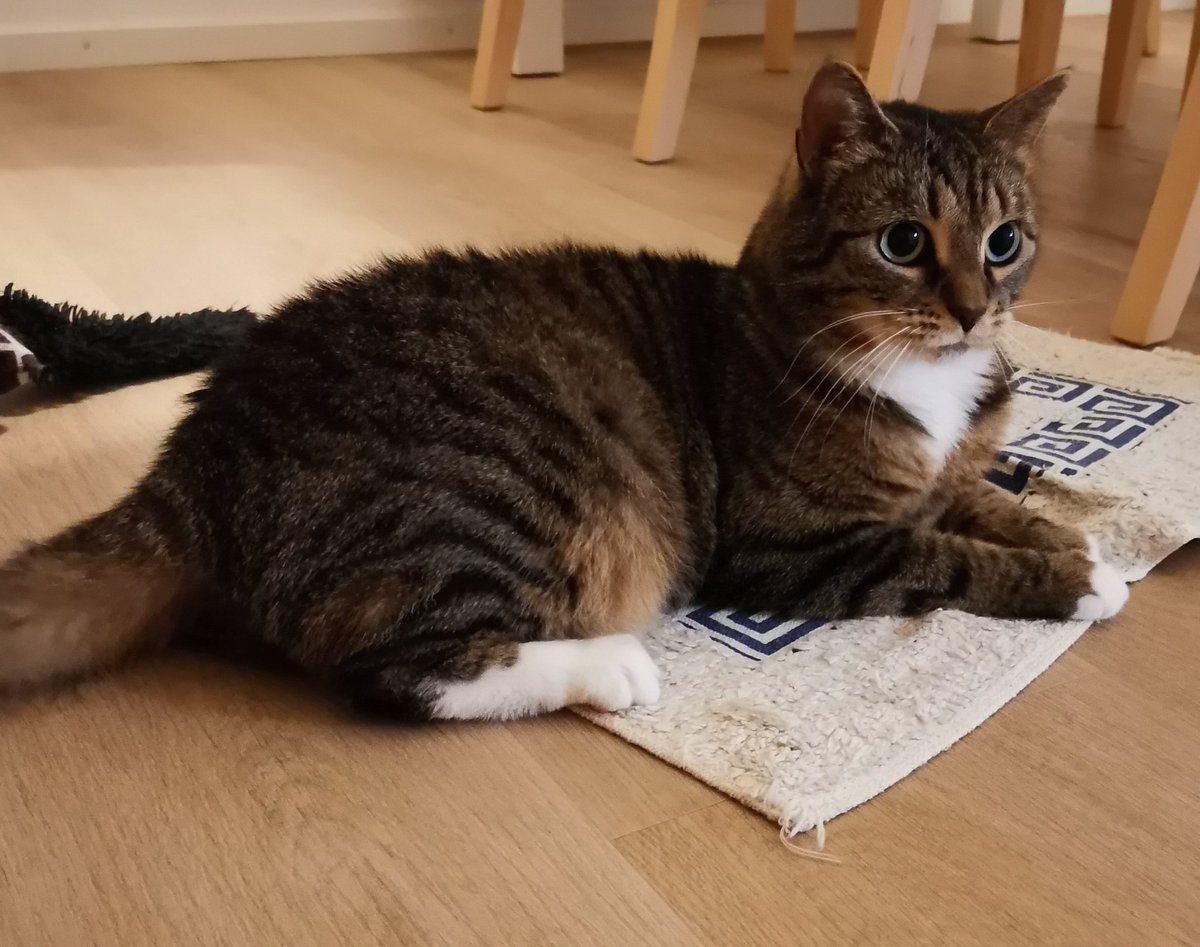 MaisaTheCat's tweet photo. Happy Sunday 🐅🌞 https://t.co/Vb8Z11Wo3c