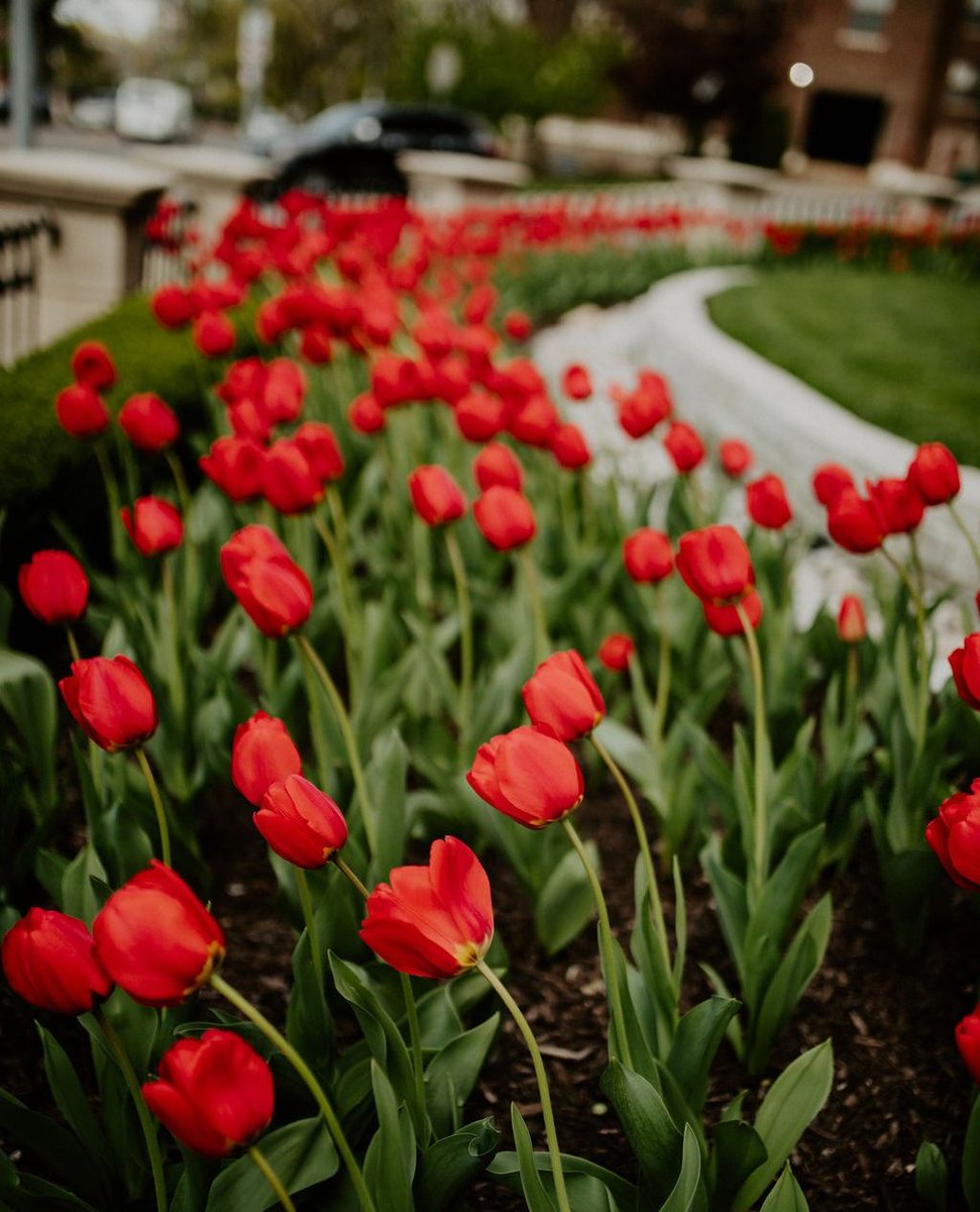 RaphaelHotelKC's tweet image. It’s time for tulips!🌷 You know spring is here when the tulips bloom, so be sure to book a stay with us to see these beautiful flowers! Reserve your room at raphaelkc.com/rooms. #raphaelhotel #plazakc