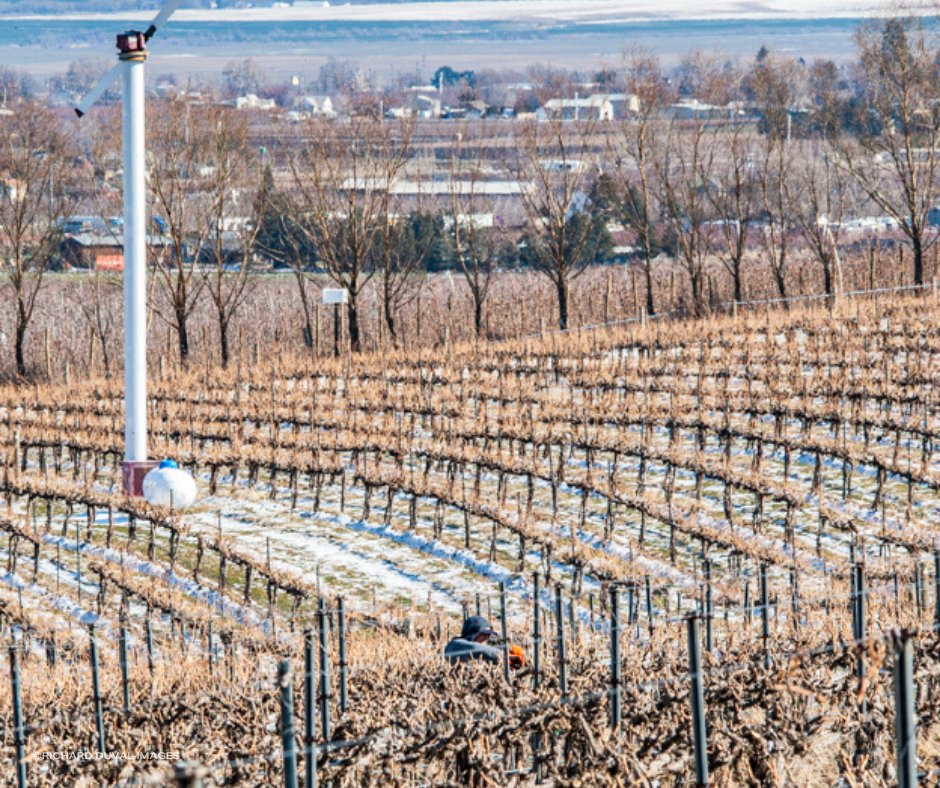 WWValleyWine's tweet photo. Spring is on the horizon, and the vineyards are about to burst to life. 
Although Pruning doesn't always steal the spotlight, it plays a crucial role in crafting exceptional wine. 🌱 https://t.co/0BoInj5vWs
