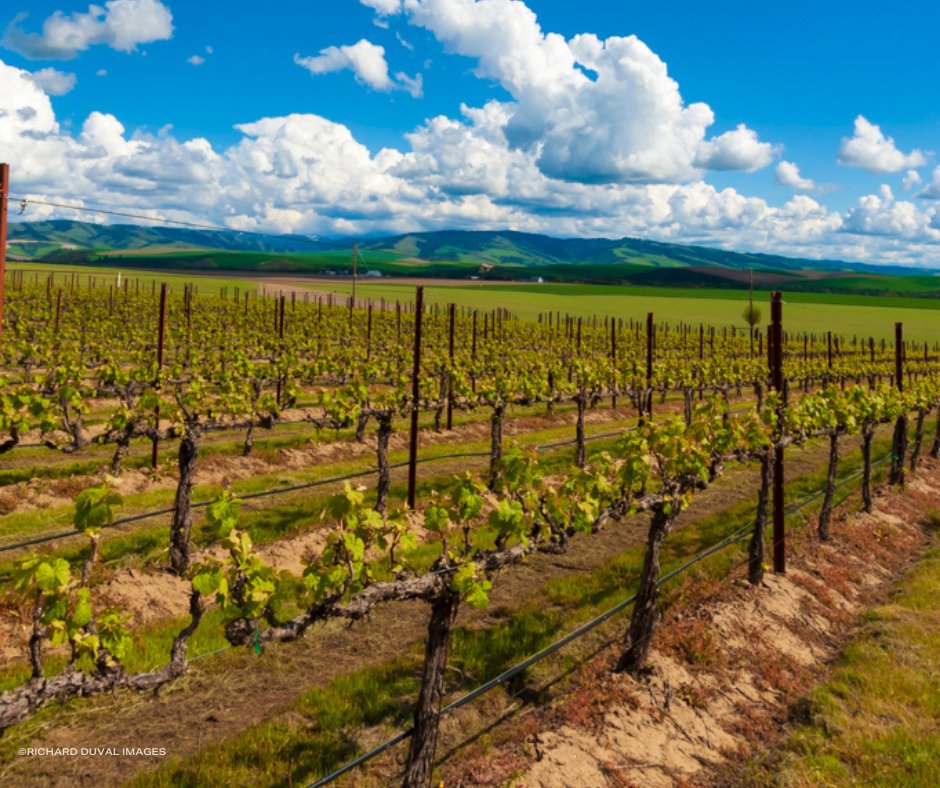 Spring is on the horizon, and the vineyards are about to burst to life. Although Pruning doesn't always steal the spotlight, it plays a crucial role in crafting exceptional wine. 🌱