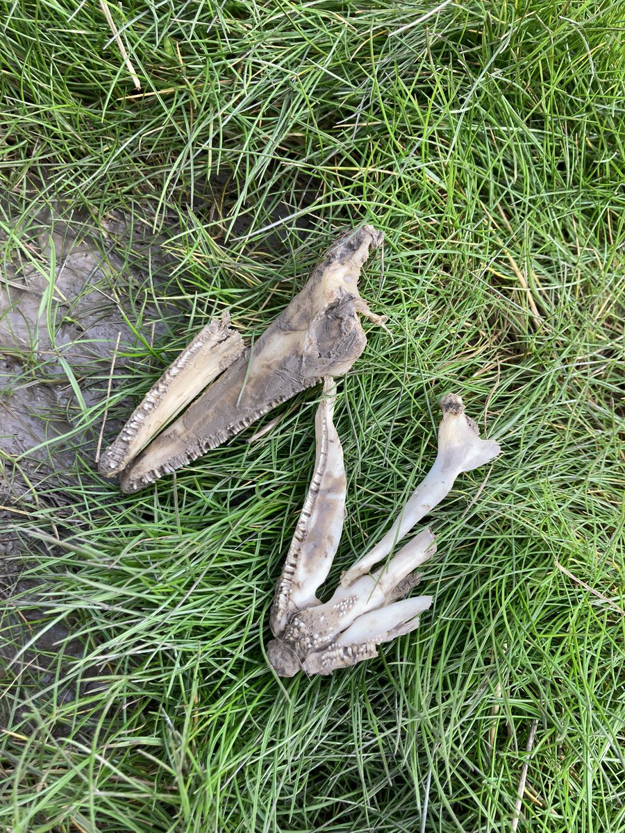Found this jaw bone on the coast of the Severn/Bristol Channel today. About 4” long. Any ideas what it is? Could it be a porpoise? @wildseaswales @ORCA_web @_smru_