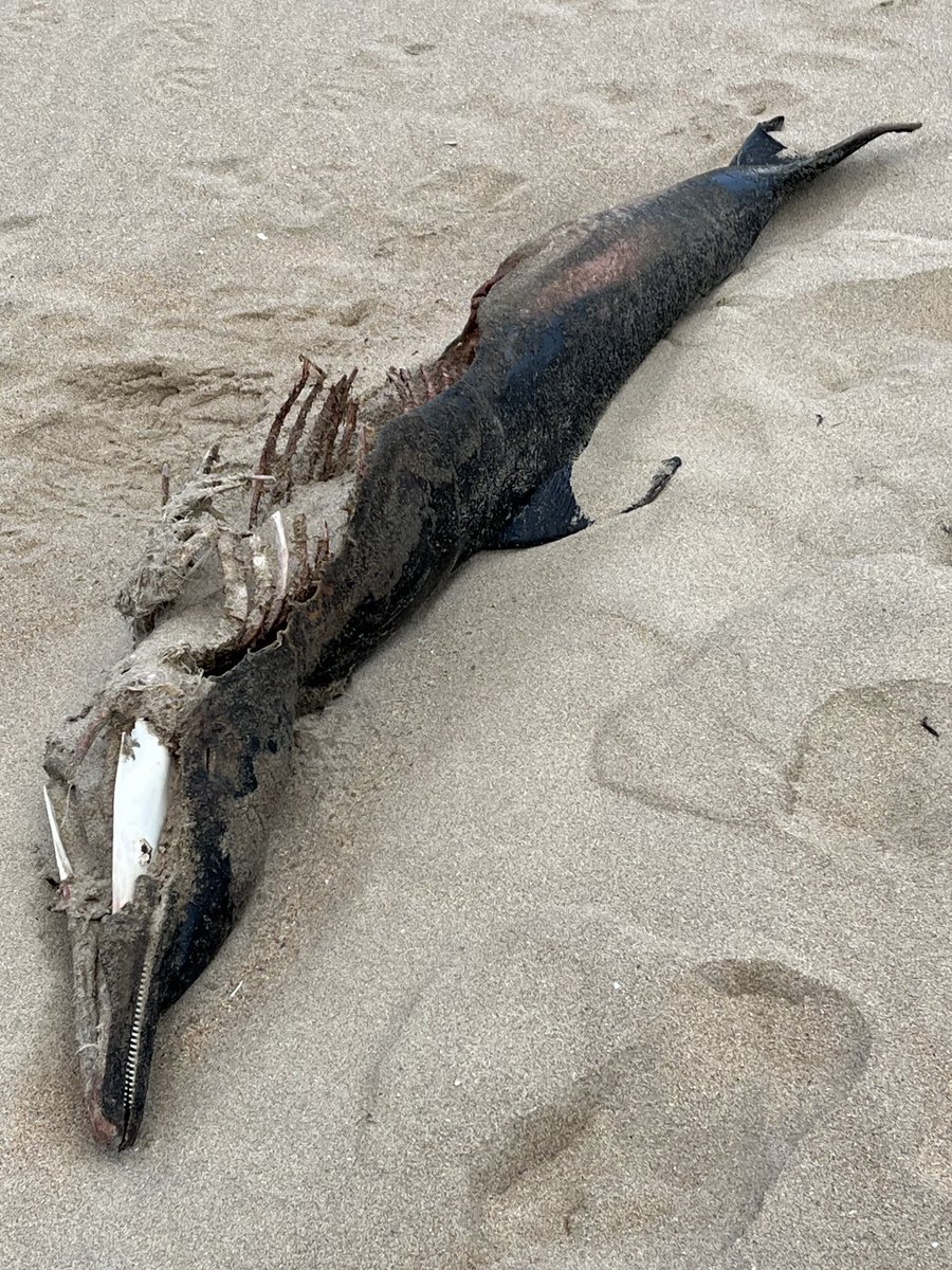 ⁦@OshDuffy⁩ . Oisin should this sea mammal I spotted in Thursday on a beach on Cruit Island near Green Port be reported somewhere? I’ll see if I can pinpoint it better and grind reference it for you.