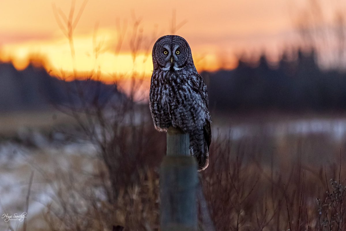 Hoots there? #owl #greatgreyowl #theghostofthenorth #photographylovers #photooftheday #nature #canada #alberta #edmonton #forest #winter #canon #photographer #wildlife #raptor #colorful #sunset