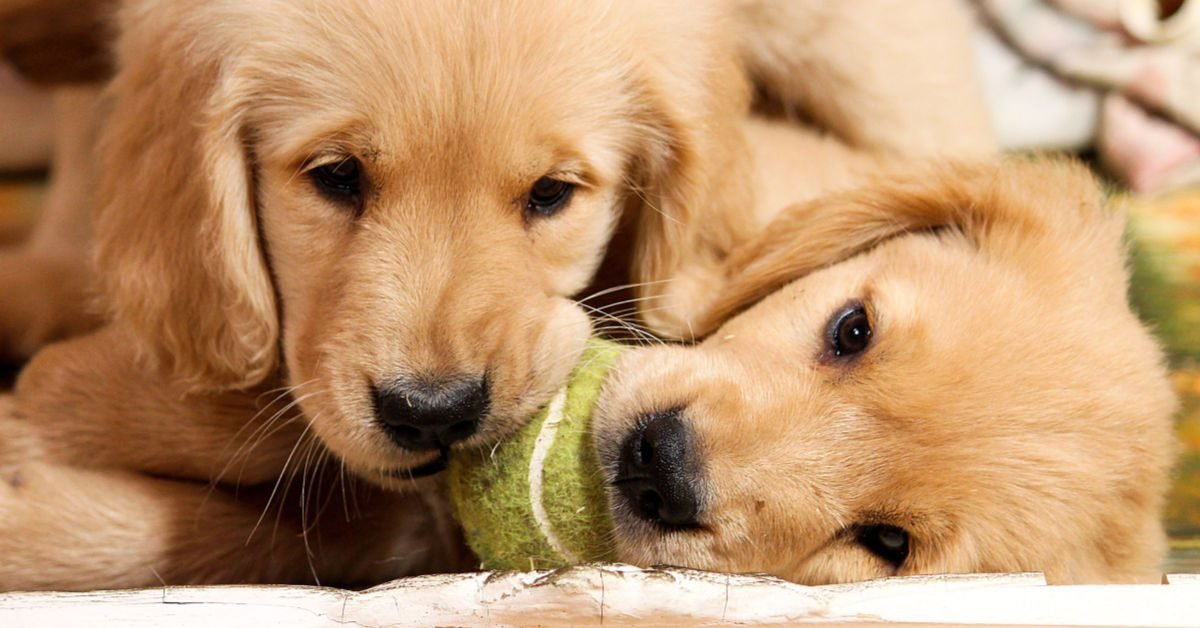 Nothing is more kawaii than a puppy, nothing except a WeebPunk.

Adopt your best fren here: element.market/collections/we…