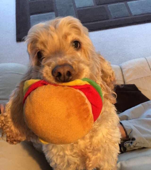 Brittany Harper tweet media