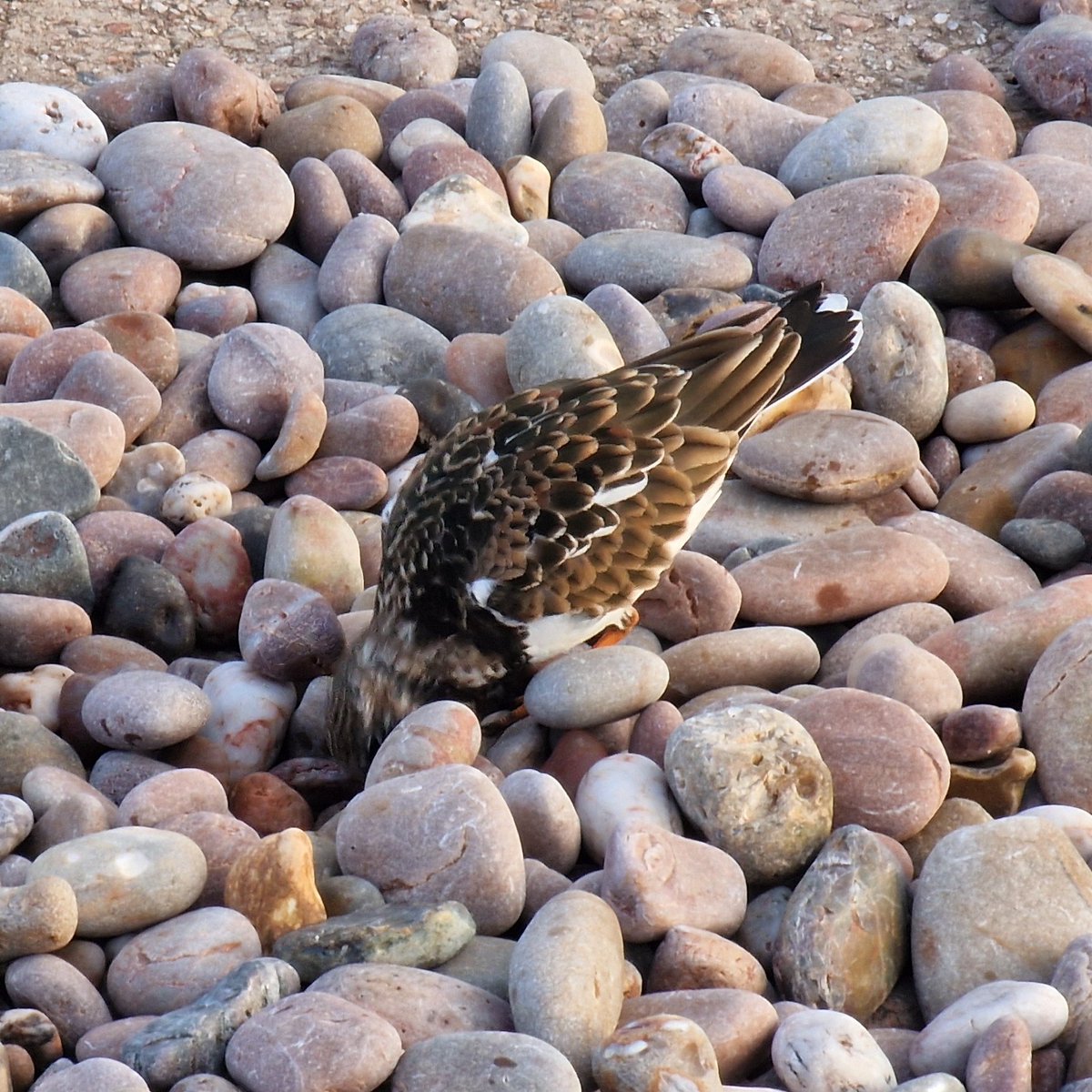 davidjlythgoe's tweet photo. Turnstone. Does what it says on the tin. https://t.co/pbADLHjfIU