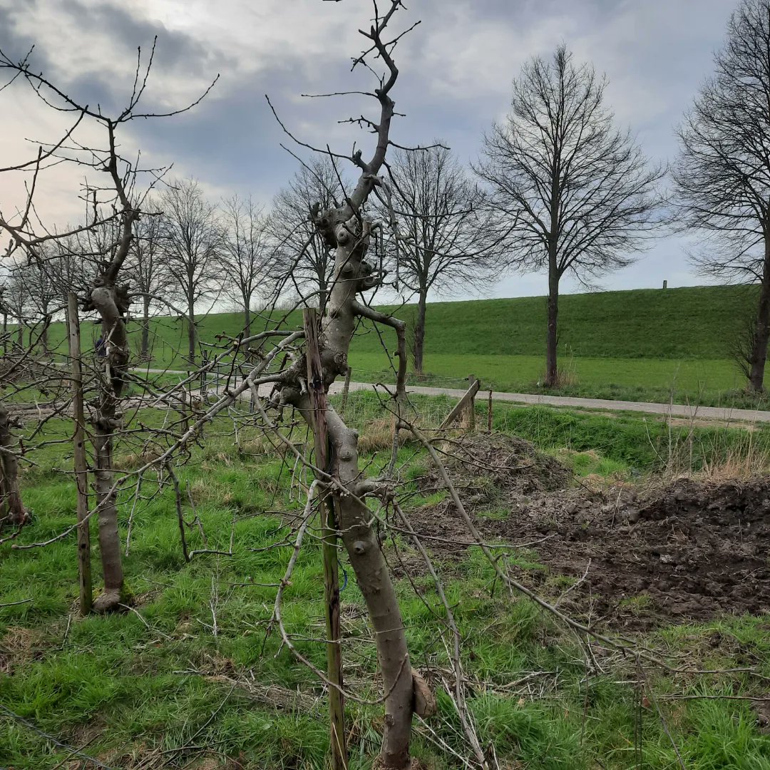 Begonnen met de snoei van de appelbomen in de Zelfplukboomgaard . Daar begin ik nooit zo vroeg mee want het is nu lekker weer, je ziet de bloemknoppen nu erg goed en zo'n klein boomgaardje krijg je toch wel ruim voor de bloei klaar. Op de foto's een boom voor en na de knipbeurt.