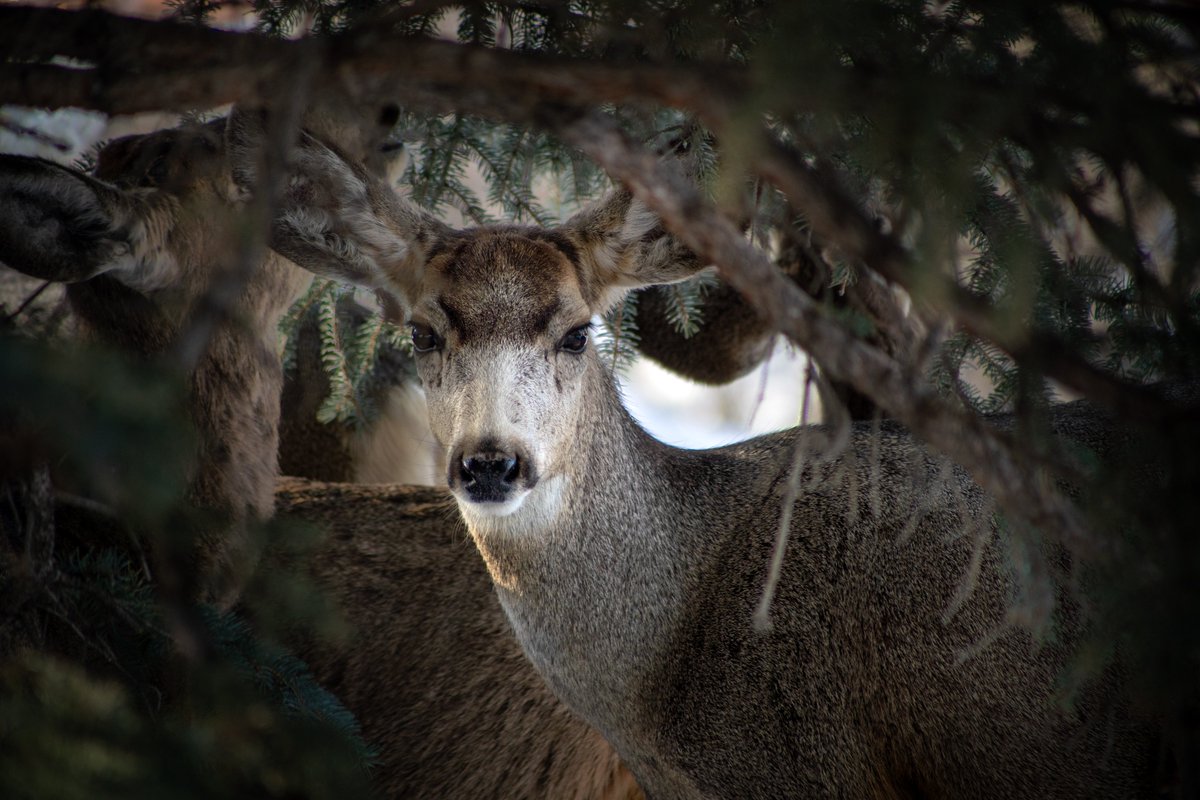 justfromnature's tweet photo. Deer visit the town looking for food during heavy mountain snowfall. Let's look out for them this winter. 🦌❄️ #WildlifeCare #natgeoyourshot #deer https://t.co/x4PjiFX5H9