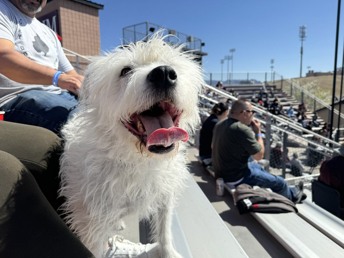 NMStateSoftball's tweet photo. Thank you to our wonderful fans for showing up, soaking in some sun and enjoying NM State Softball!🤠

#AggieUp https://t.co/LUcUM5Tp1c