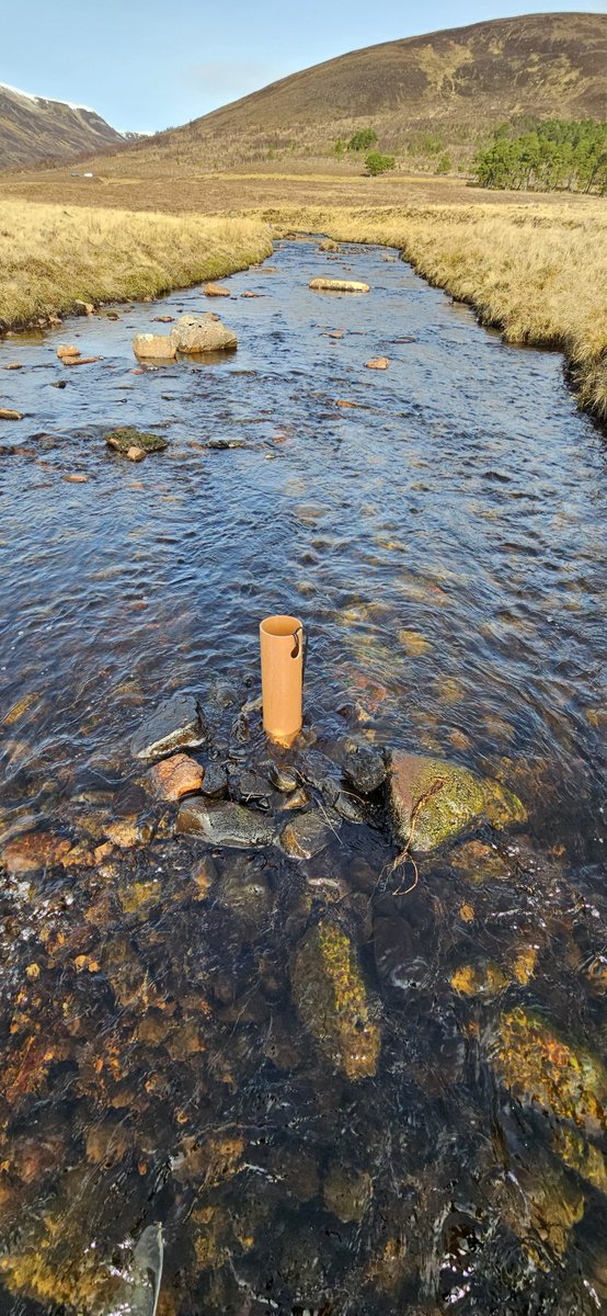 cromartyboard's tweet photo. It  has been a busy week for board staff as the annual mitigation stocking  of eyed salmon ova has got underway. All of the stock in the hatchery  goes into the upper River Blackwater, with the first of the eggs stocked  having been incubating for just over 3 months https://t.co/dHWHf3vbfM