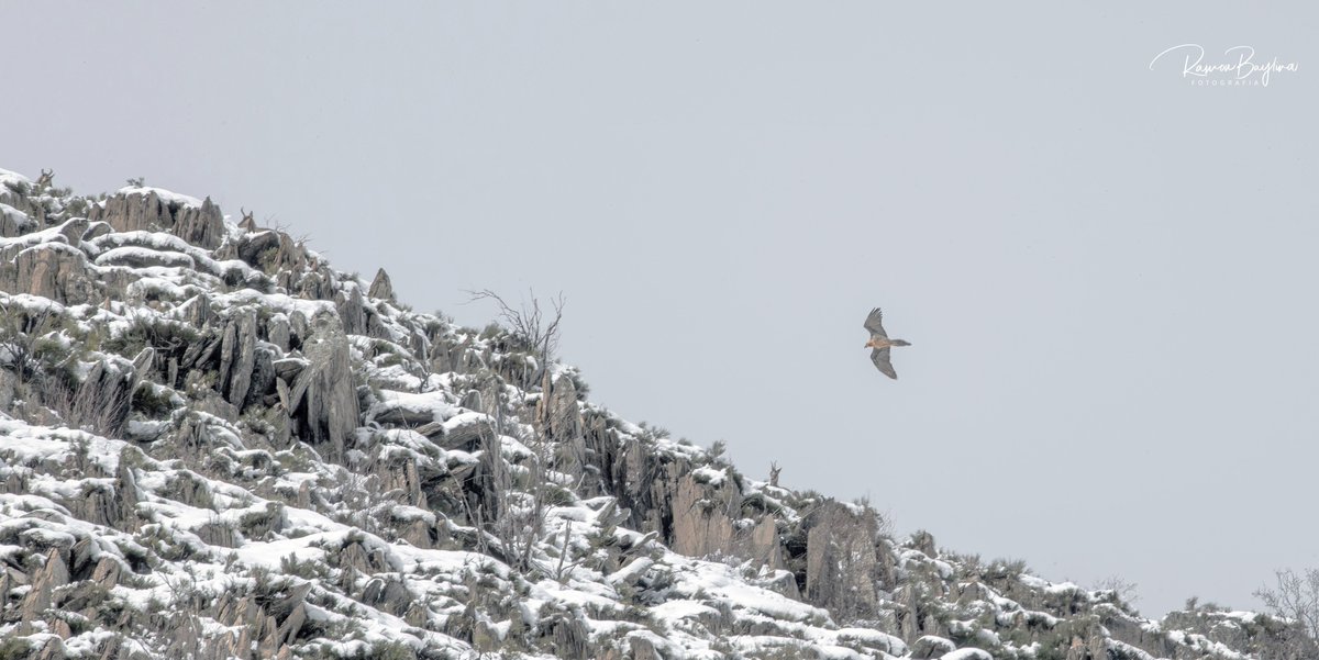 Ramon Baylina -Alt Pirineu del Pallars Sobirà tweet media