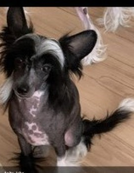 millypod1's tweet photo. 🆘10 MAR 2024 #Lost FLO
Black / White Flashes Chinese Crested Female
No bigger than a cat. Will be very scared😢
Sorrel Drive nr Turn for Park #Kingsbury #Tamworth #Staffordshire #B78
https://t.co/GXUD97a3gS https://t.co/ioIJsDDha2