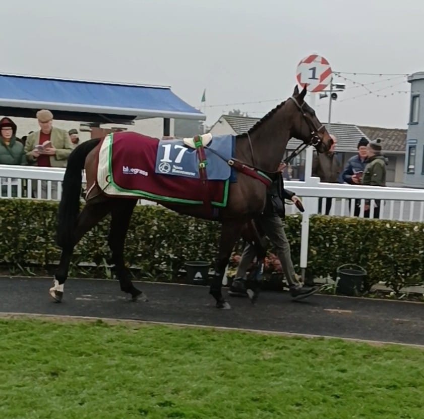 Chosen shant looks a picture before her race in Naas today with a brilliant 2nd place finish <a href="/cmcracing_ie/">Ciaran Murphy Charlestown Racing</a> <a href="/kedrah1/">Kedrah House Stud</a> #hurricaneracing