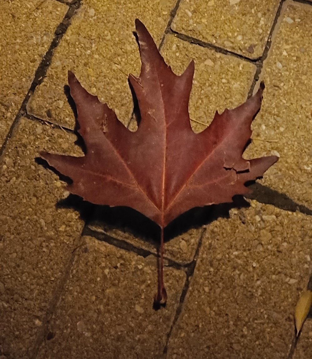 snjamal1979's tweet photo. Maple Leaf. Bhurban, Pakistan. https://t.co/M2CRi5Rvpd
