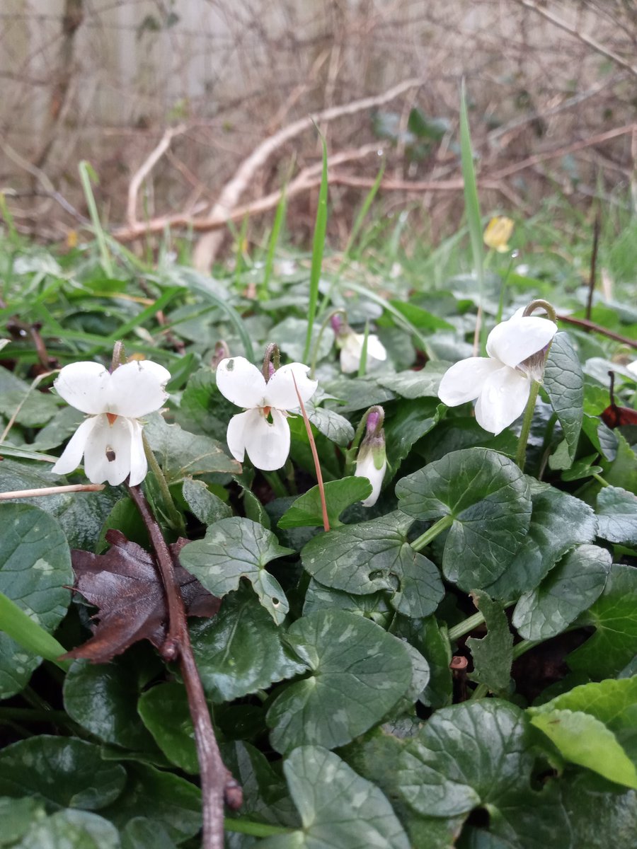 Saw lots of #SignsofSpring today by the Monmouthshire and Brecon canal - Marsh Marigold, Blackthorn and Sweet Violets 💚 @wildflower_hour @BSBIbotany @BSBICymru #wildflowerhour