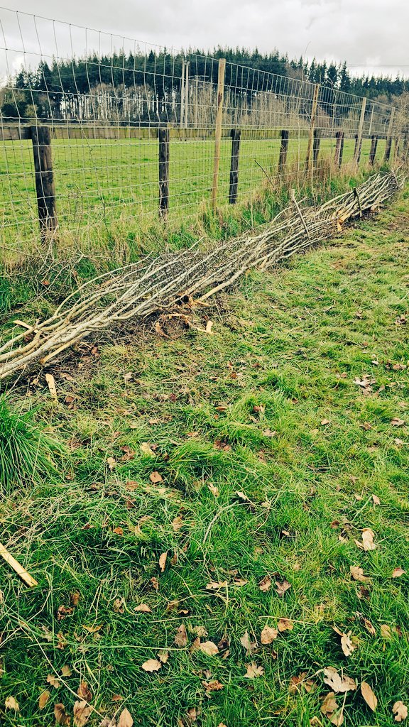 Today, I have mostly been laying hedges #hedgelaying