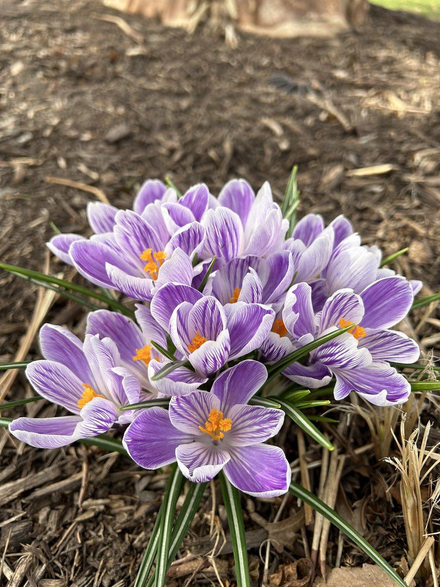 Smells like spring 🌸✨