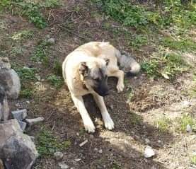sapa028's tweet photo. ZVEČAN, GRABOVAC. Kangal sa ogrlicom koji izgleda kao da je vlasnički danas je vidjen u blizini škole. Da li neko prepoznaje psa ili poznaje vlasnika? Meštani su zabrinuti jer psa ne poznaju. Ukoliko se vlasnik ne javi i ne preuzme svog psa, zabrinuti meštani treba da prijave ⬇️ https://t.co/uo3FmJH1N7