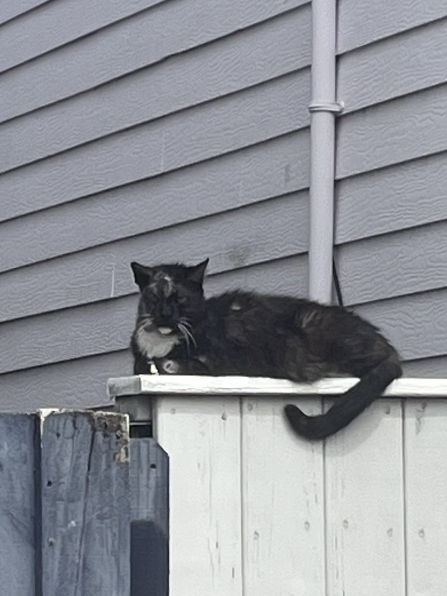 have told many people about this neighborhood cat who fought both my dogs at once and won. finally got a pic that captures its tremendously sinister aura