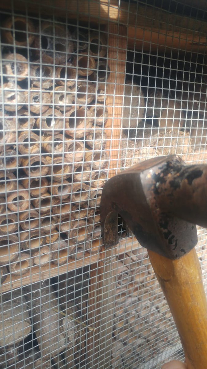 Releasing the Mason bees today at the Garden.