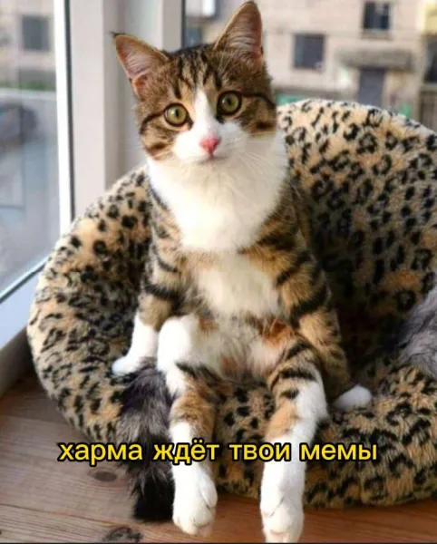 krokocoin's tweet photo. #NFTs #Zealy #Memes #HareCrypta #HareCryptaFun https://t.co/0MHqU9Wy4C